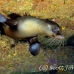 lion_sea_galapagos_cou_h_0129_ecu1222.jpg
